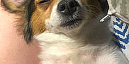 Fatty is registered to the contest to win money with this photo: dog, sleeping, close_up, pet, fur, nose, ears, whiskers, relaxed, sunlight, indoor, comfort, cute, animal, portrait, resting, white_fur, brown_fur, paw, soft