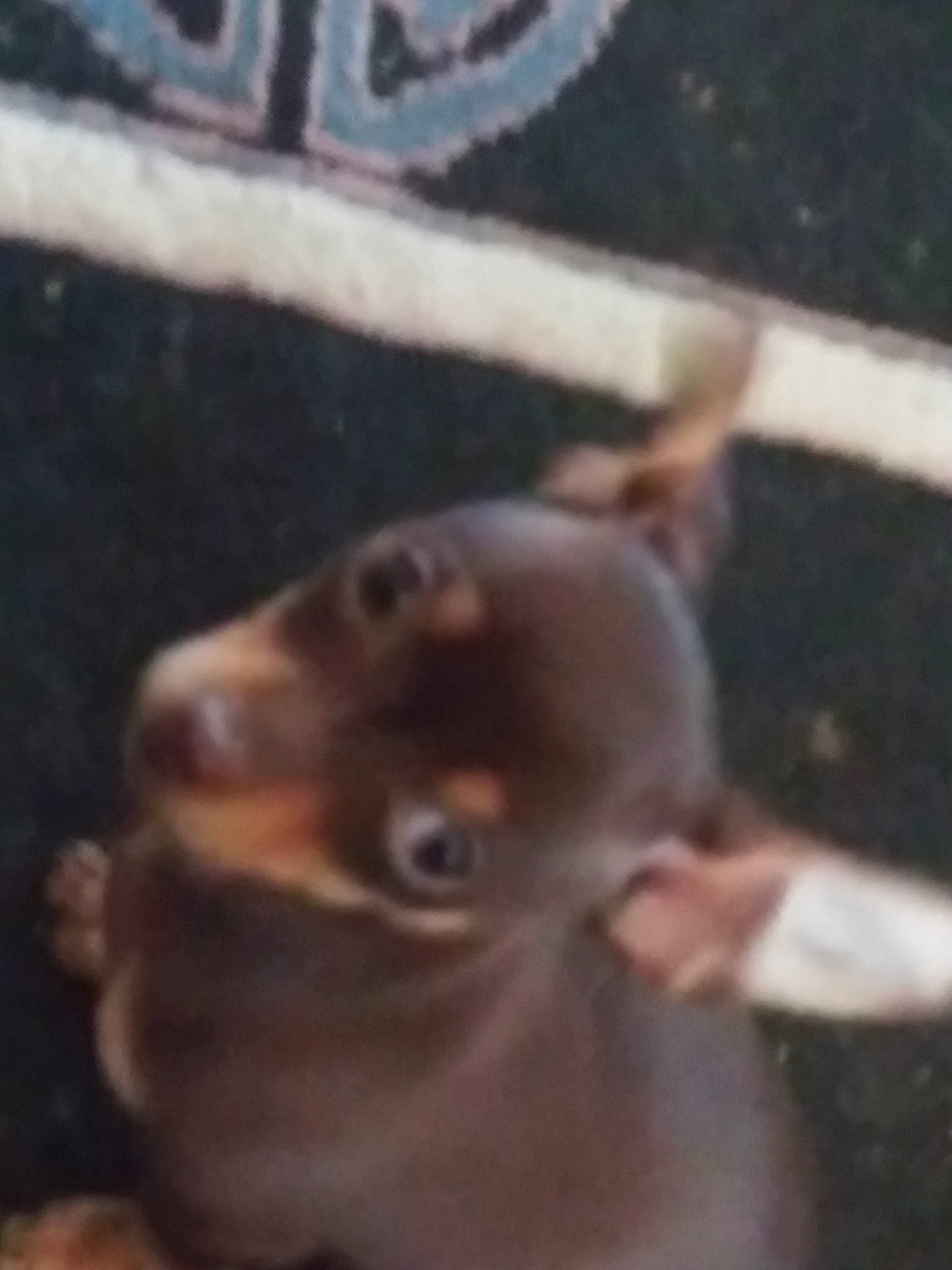 Trouble joined the competition — help win amazing prizes! canidae, carnivore, chihuahua, dobermann, dog, dog_breed, ear, fawn, guard_dog, liver, mammal, miniature_pinscher, nose, pinscher, puppy, snout, toy_dog