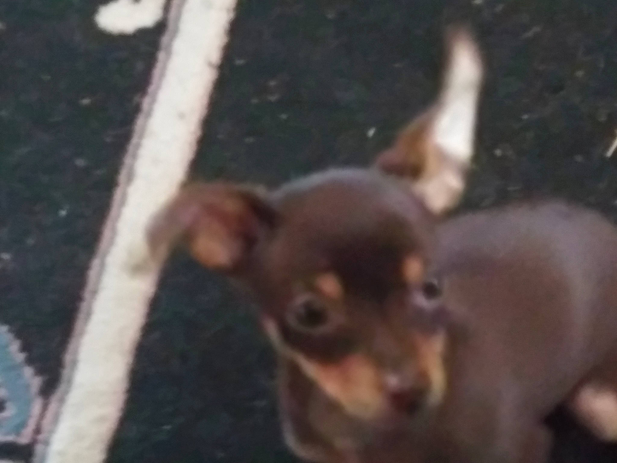 Trouble joined the competition — help win amazing prizes! canidae, carnivore, chihuahua, dog, dog_breed, fawn, german_pinscher, mammal, miniature_fox_terrier, miniature_pinscher, non_sporting_group, pinscher, prazsky_krysarik, puppy, russkiy_toy, snout, toy_dog, toy_fox_terrier, vertebrate, working_dog