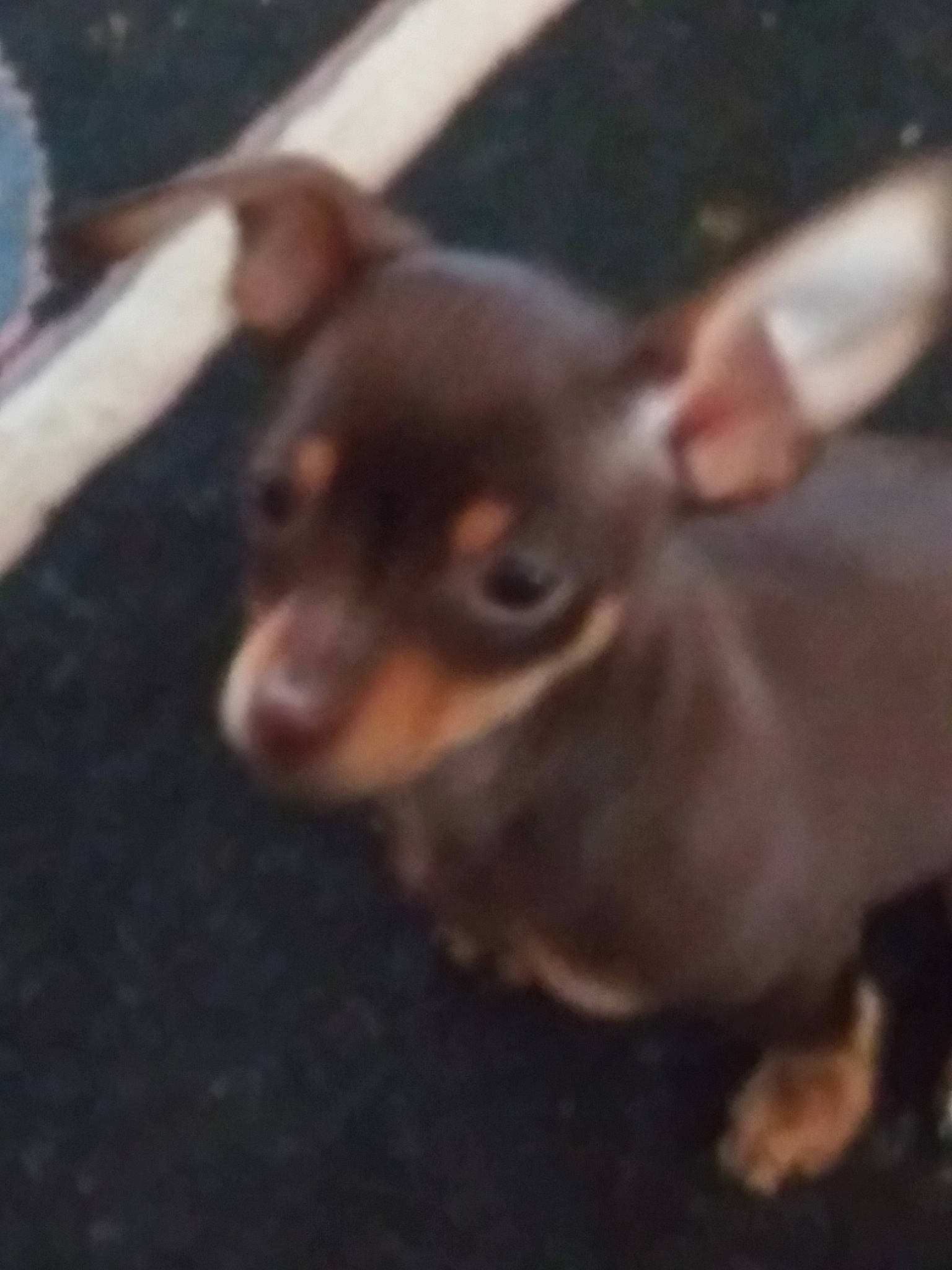 Trouble is registered to the contest to win money with this photo: canidae, carnivore, chihuahua, dog, dog_breed, ear, english_toy_terrier, german_pinscher, mammal, miniature_pinscher, pinscher, prazsky_krysarik, puppy, russkiy_toy, snout, toy_dog, vertebrate