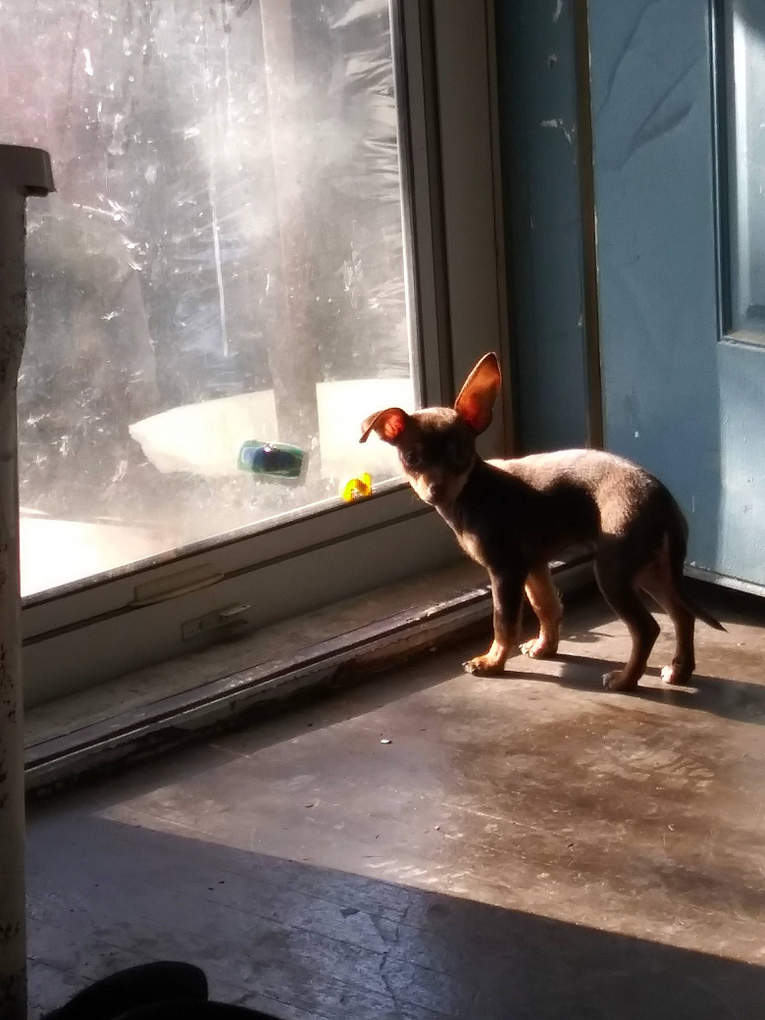 Trouble joined the competition — help win amazing prizes! canidae, carnivore, dog, dog_breed, fawn, snout, window