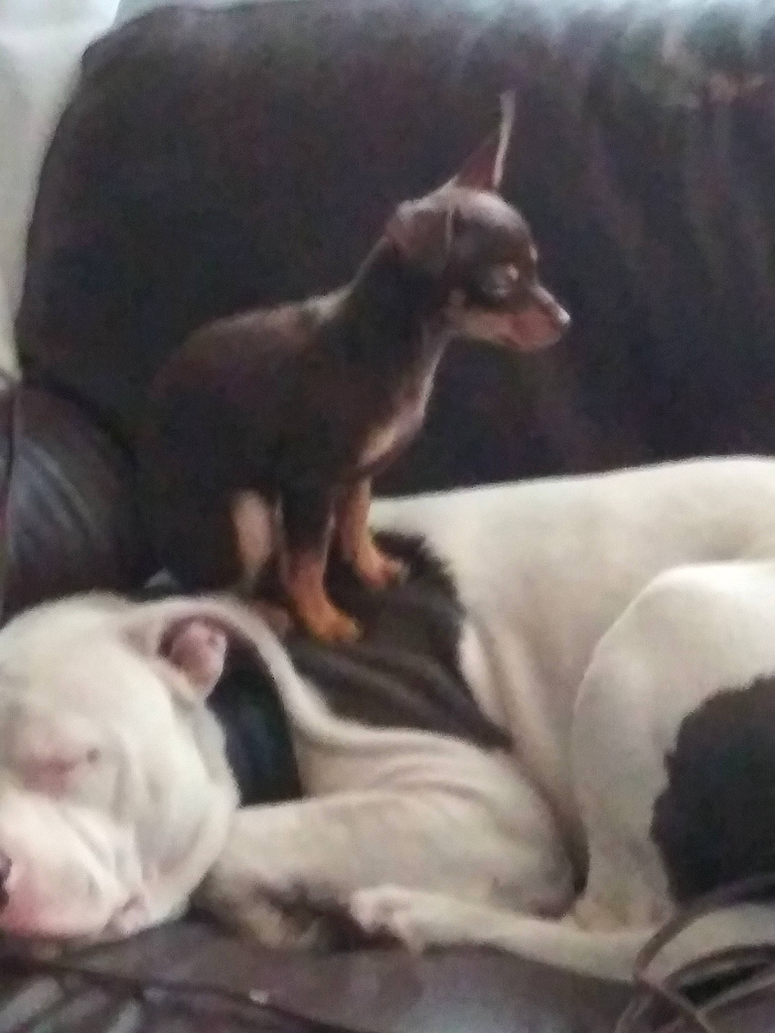 Trouble joined the competition — help win amazing prizes! american_pit_bull_terrier, bull_terrier, canidae, carnivore, companion_dog, dog, dog_breed, dogo_argentino, fawn, guard_dog, mammal, non_sporting_group, pit_bull, puppy, tail