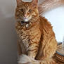 animal, cat, closeup, collar, cozy, curious, cute, domestic_cat, feathers, feline, fluffy, fur, indoor, orange_tabby, pet, portrait, resting, sitting, soft_light, whiskers