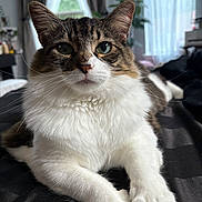 Mia is registered to the contest to win money with this photo: cat, tabby, white_fur, green_eyes, indoor, bed, curtains, natural_light, fur, pet, relaxed, whiskers, closeup, animal, cozy, domestic_cat, resting, soft_light, cute, portrait
