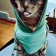 Baby Boy is registered to the contest to win money with this photo: cat, costume, hoodie, dinosaur, tongue_out, indoor, table, wood_floor, window, door, pet, feline, animal, cute, playful, green, sitting, striped_tail, whiskers, funny