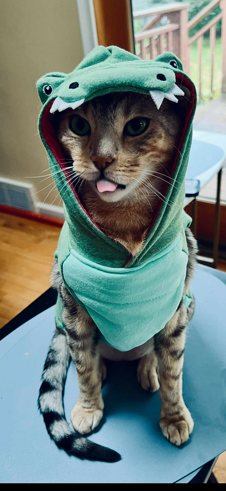 Baby Boy is registered to the contest to win money with this photo: cat, costume, hoodie, dinosaur, tongue_out, indoor, table, wood_floor, window, door, pet, feline, animal, cute, playful, green, sitting, striped_tail, whiskers, funny
