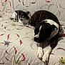 dog, chihuahua, brindle_dog, pet, animal, couch, floral_pattern, indoor, resting, relaxed, small_dog, large_dog, sleepy, alert, fur, paw, nose, ear, companion, cute