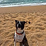 dog, beach, sand, ocean, waves, collar, sunlight, shadow, outdoor, pet, animal, water, sky, clouds, nature, summer, canine, portrait, sitting, brown