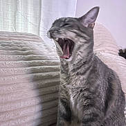 Hazel joined the competition — help win amazing prizes! cat, tabby_cat, yawning, pet, indoor, furniture, couch, curtain, gray_fur, whiskers, animal, mammal, cute, domestic_cat, sitting, teeth, tongue, texture, soft_light, relaxed