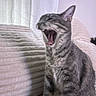 cat, tabby_cat, yawning, pet, indoor, furniture, couch, curtain, gray_fur, whiskers, animal, mammal, cute, domestic_cat, sitting, teeth, tongue, texture, soft_light, relaxed