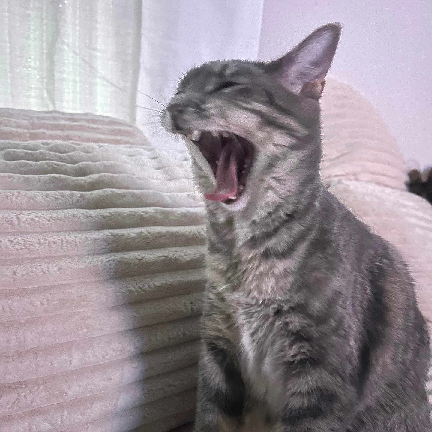Hazel joined the competition — help win amazing prizes! cat, tabby_cat, yawning, pet, indoor, furniture, couch, curtain, gray_fur, whiskers, animal, mammal, cute, domestic_cat, sitting, teeth, tongue, texture, soft_light, relaxed