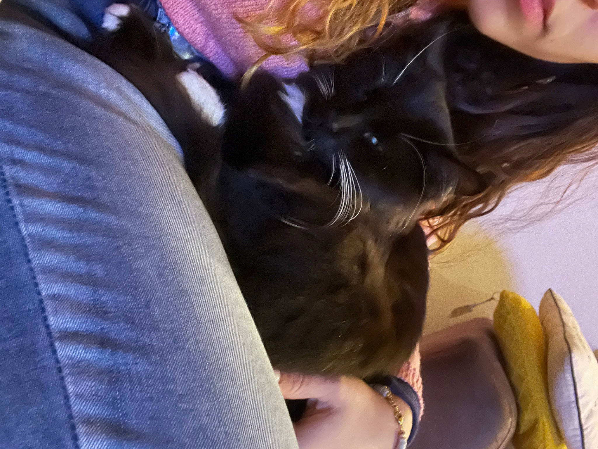 Rajah participe au concours pour gagner de l'argent avec cette photo : car_seat, car_seat_cover, carnivore, comfort, companion_dog, dog_breed, dress, eyewear, felidae, fun, fur, gesture, hand, happy, human_leg, leg, small_to_medium_sized_cats, thigh, vehicle_door, whiskers