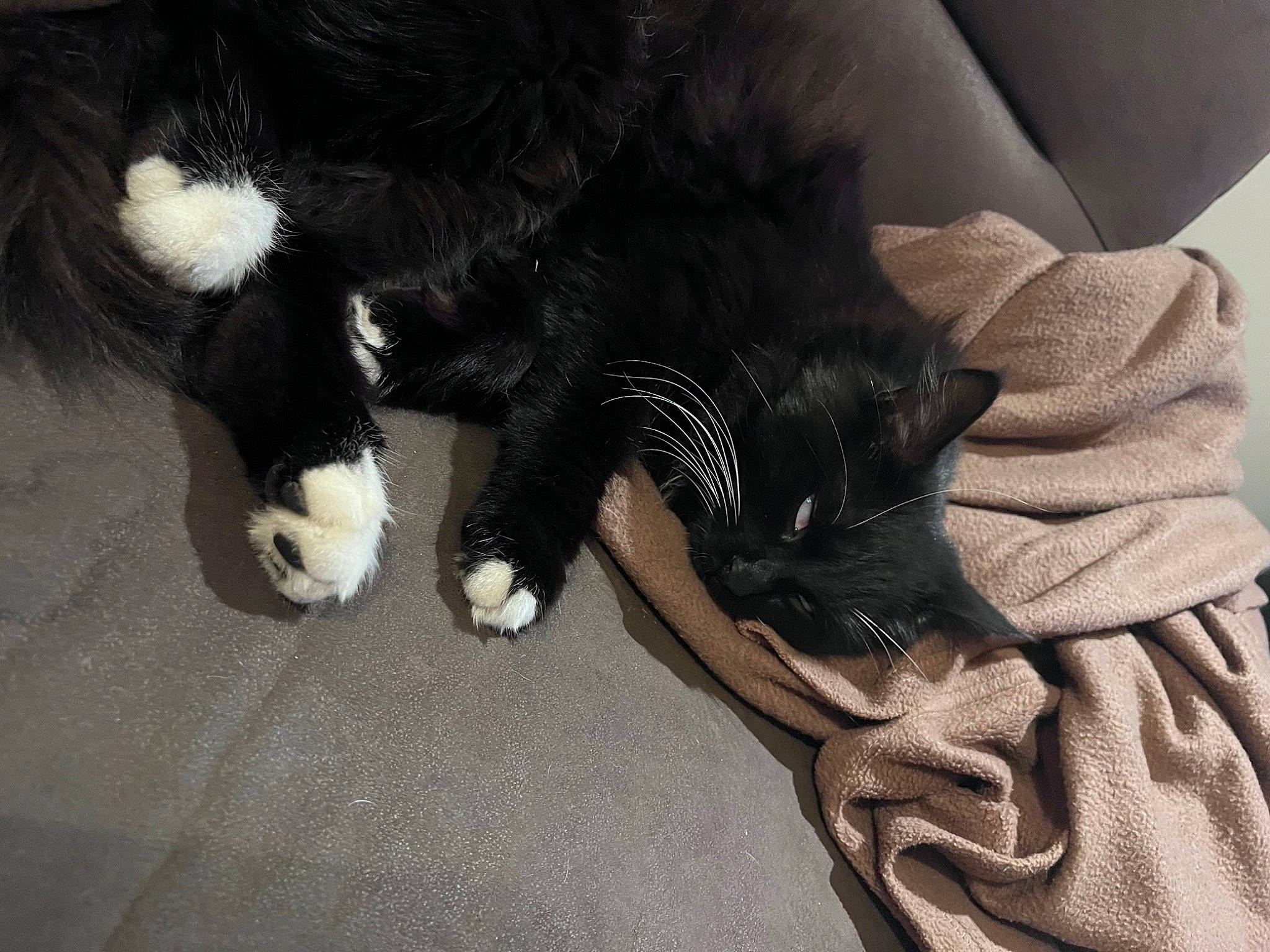 Rajah a rejoint le concours — aidez-le/la à gagner de superbes lots ! black_cat, canidae, carnivore, cat, claw, comfort, companion_dog, dog_breed, domestic_short_haired_cat, felidae, foot, fur, human_leg, mammal, nap, paw, small_to_medium_sized_cats, sporting_group, tail, whiskers