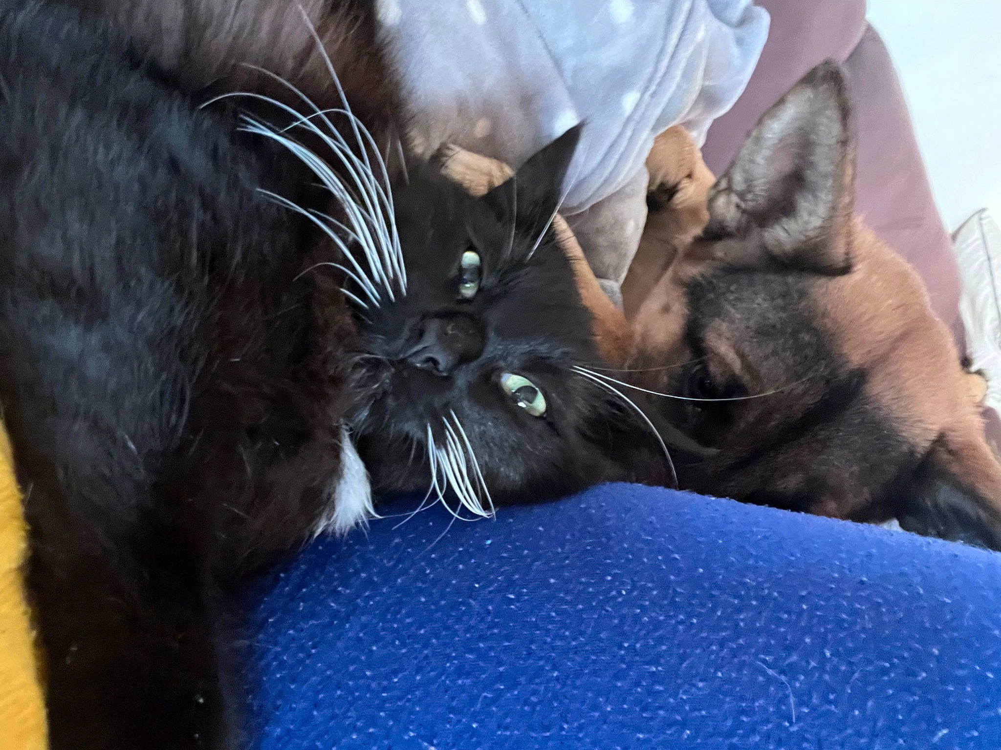 Rajah a rejoint le concours — aidez-le/la à gagner de superbes lots ! black_cat, canidae, carnivore, cat, claw, comfort, domestic_short_haired_cat, ear, electric_blue, fawn, felidae, foot, fur, gesture, human_leg, paw, small_to_medium_sized_cats, snout, tail, whiskers