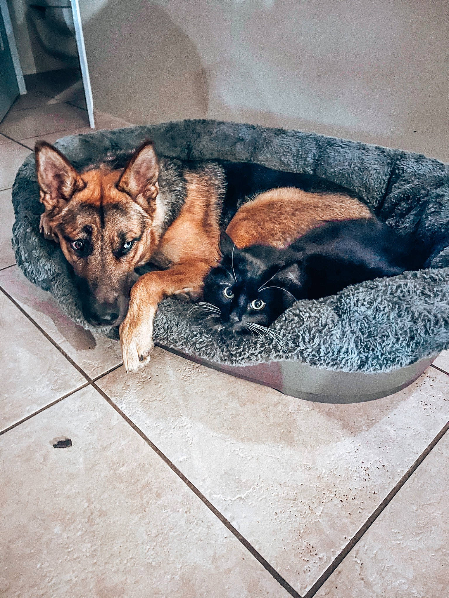 Rajah a rejoint le concours — aidez-le/la à gagner de superbes lots ! canidae, carnivore, comfort, companion_dog, couch, dog, dog_breed, fawn, felidae, flooring, fur, german_shepherd_dog, herding_dog, king_shepherd, old_german_shepherd_dog, paw, small_to_medium_sized_cats, snout, sporting_group, tail