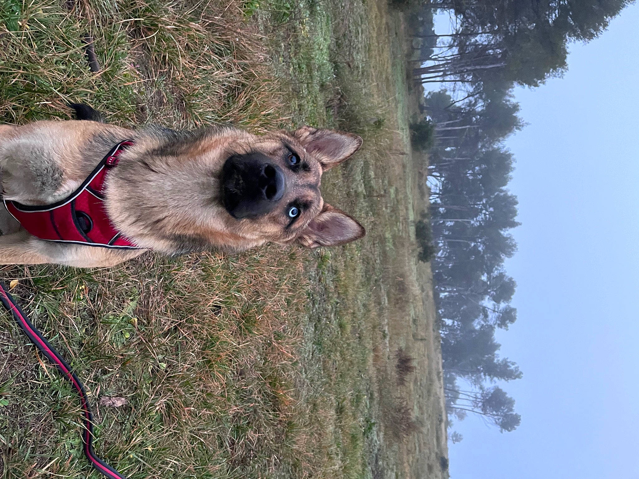 Baia a rejoint le concours — aidez-le/la à gagner de superbes lots ! carnivore, collar, dog, dog_breed, dog_collar, fawn, grass, leash, pack_animal, pet_supply, plant, sky, snout, sporting_group, terrestrial_animal, tree, trunk, wildlife, wood, working_animal