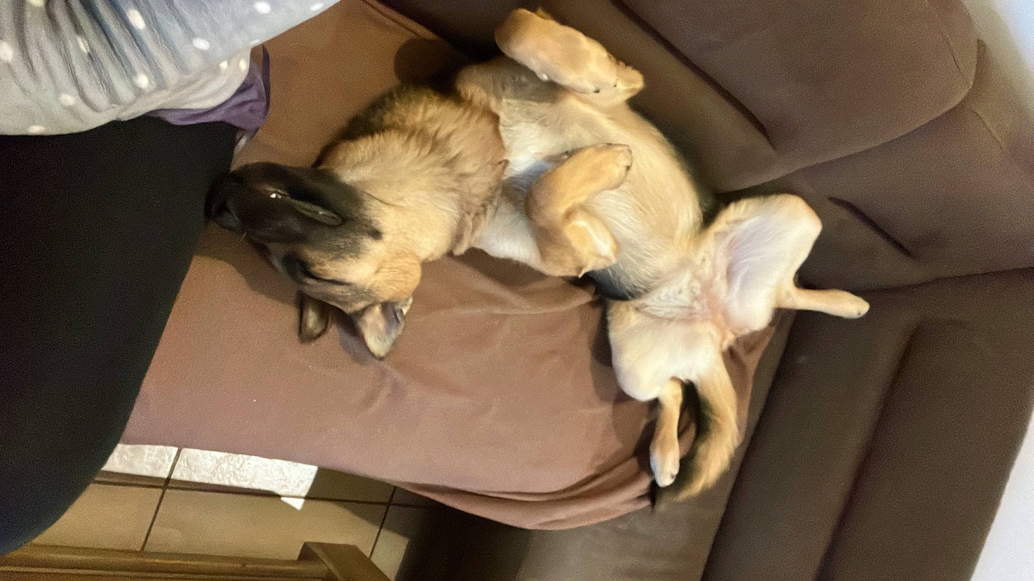 Baia a rejoint le concours — aidez-le/la à gagner de superbes lots ! canidae, carnivore, claw, comfort, companion_dog, dog, dog_breed, fawn, felidae, fur, linens, nap, paw, small_to_medium_sized_cats, snout, sporting_group, tail, toy_dog, whiskers, working_animal