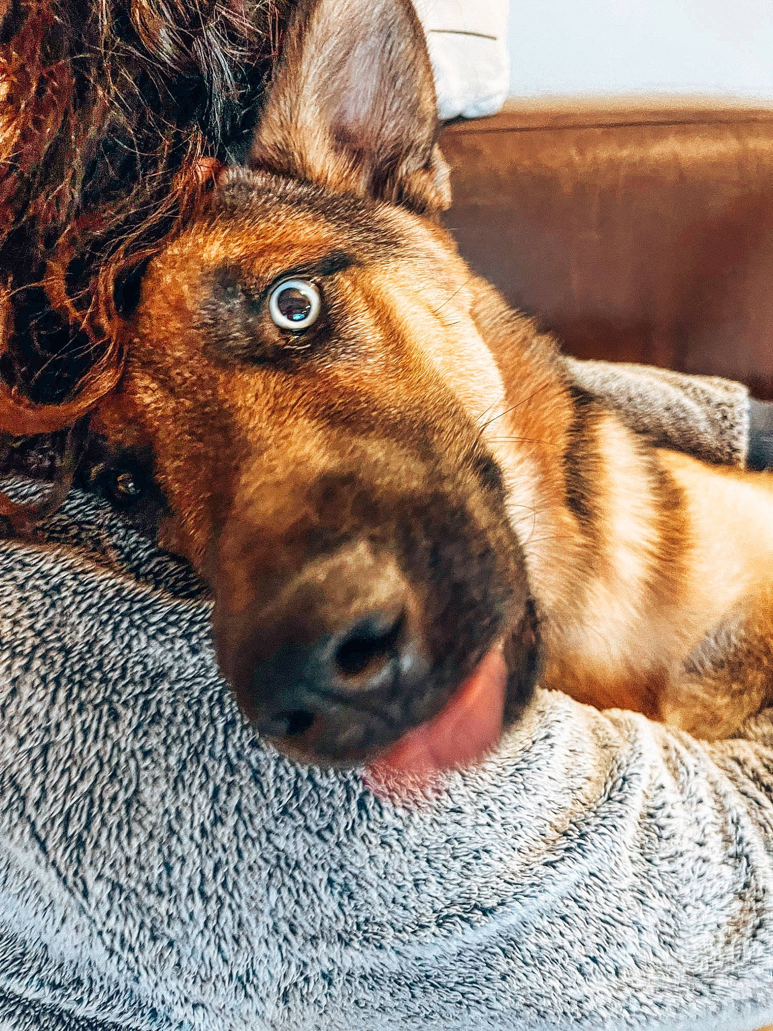 Baia participe au concours pour gagner de l'argent avec cette photo : canidae, carnivore, collar, companion_dog, couch, dog, dog_breed, door, ear, fawn, fur, liver, pack_animal, pet_supply, snout, sporting_group, whiskers, window, wood, working_animal