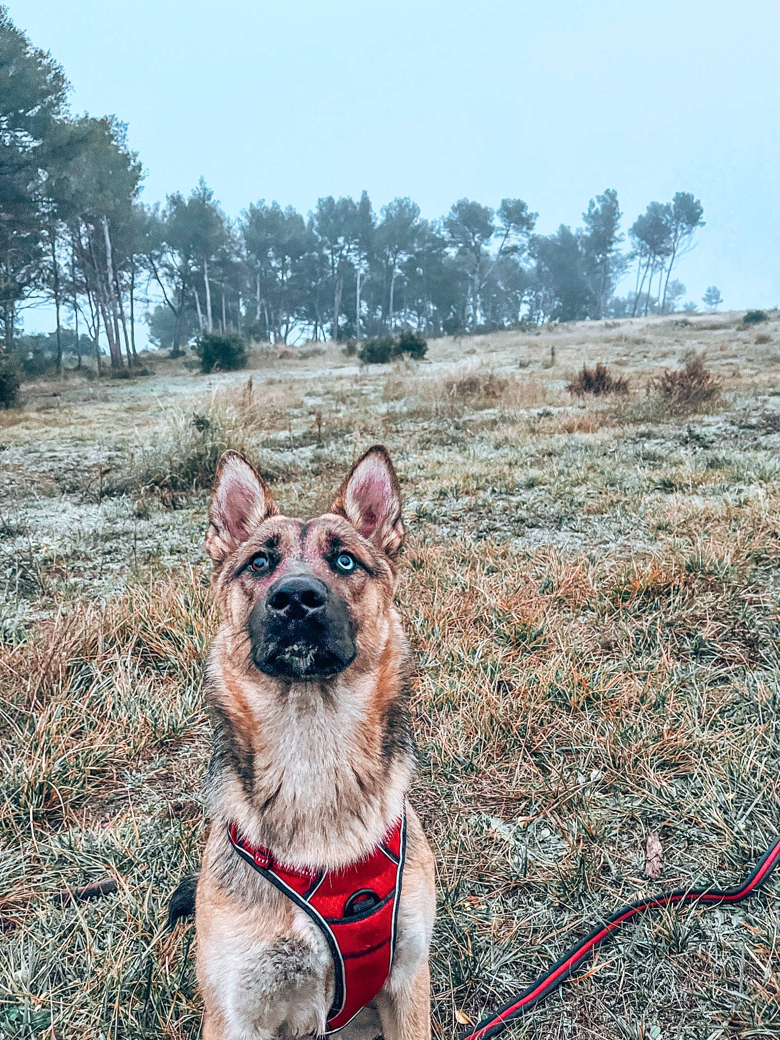 Baia a rejoint le concours — aidez-le/la à gagner de superbes lots ! canidae, carnivore, collar, companion_dog, dog, dog_breed, dog_collar, dog_supply, fashion_accessory, fawn, grass, landscape, leash, pet_supply, plant, sky, sporting_group, tree, wilderness, working_animal