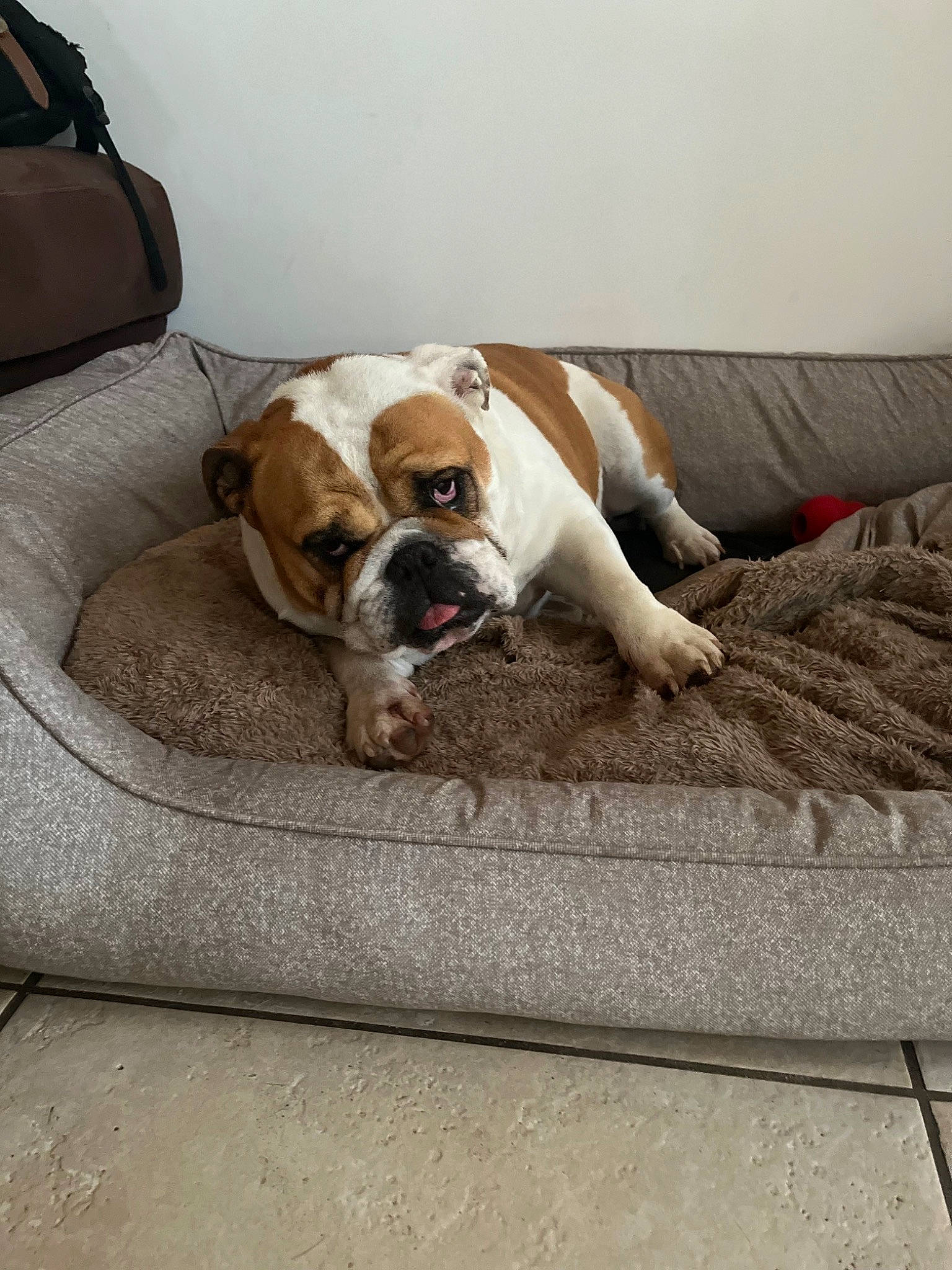 Muffin a rejoint le concours — aidez-le/la à gagner de superbes lots ! bag, bulldog, canidae, carnivore, comfort, companion_dog, couch, dog, dog_breed, fawn, floor, flooring, hardwood, luggage_and_bags, snout, sporting_group, window, wood, working_animal, wrinkle