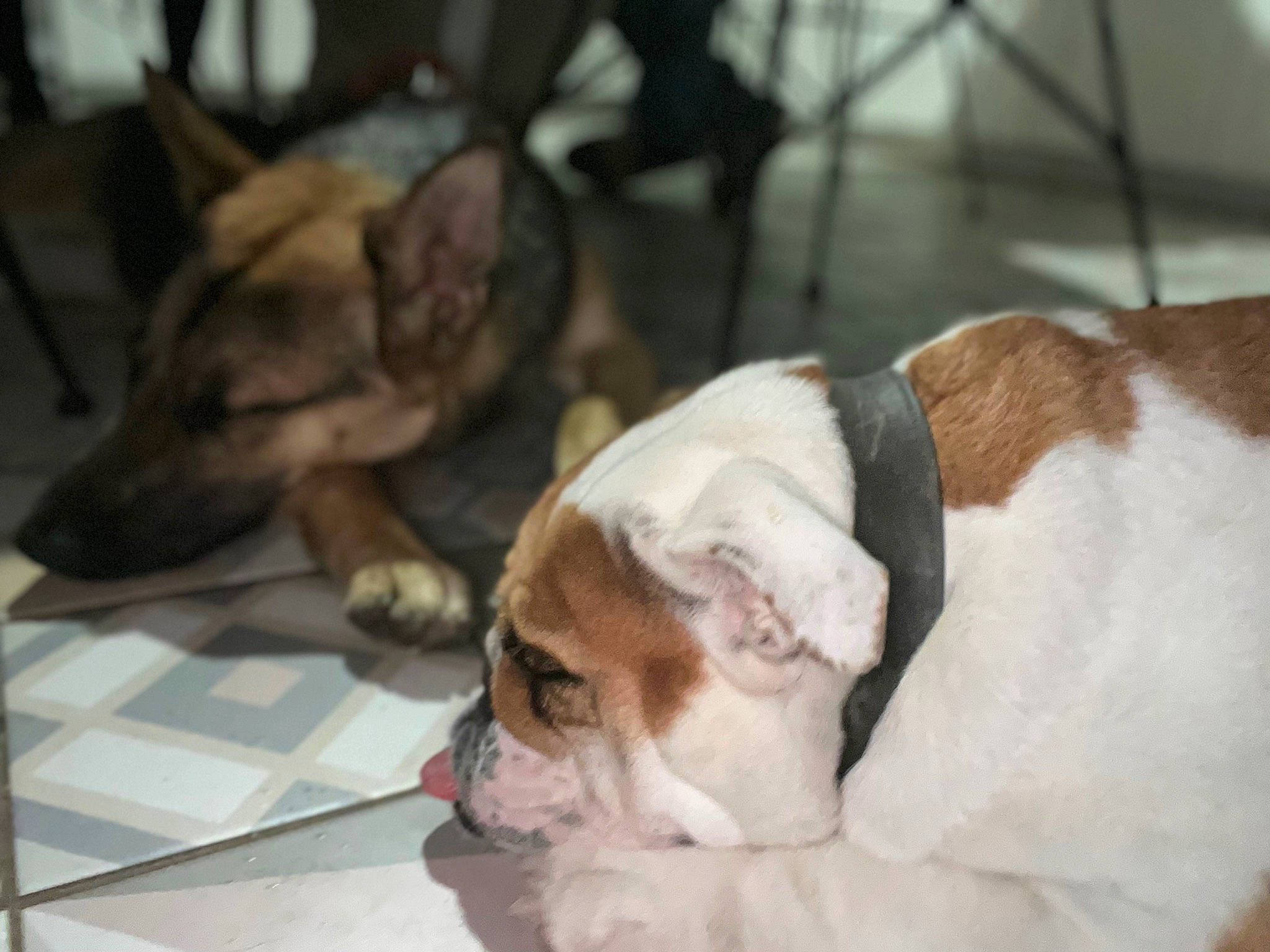 Muffin a rejoint le concours — aidez-le/la à gagner de superbes lots ! bulldog, carnivore, collar, comfort, companion_dog, dog, dog_breed, fawn, flooring, fur, liver, mammal, non_sporting_group, snout, tail, terrestrial_animal, toy_dog, vertebrate, working_animal, wrinkle