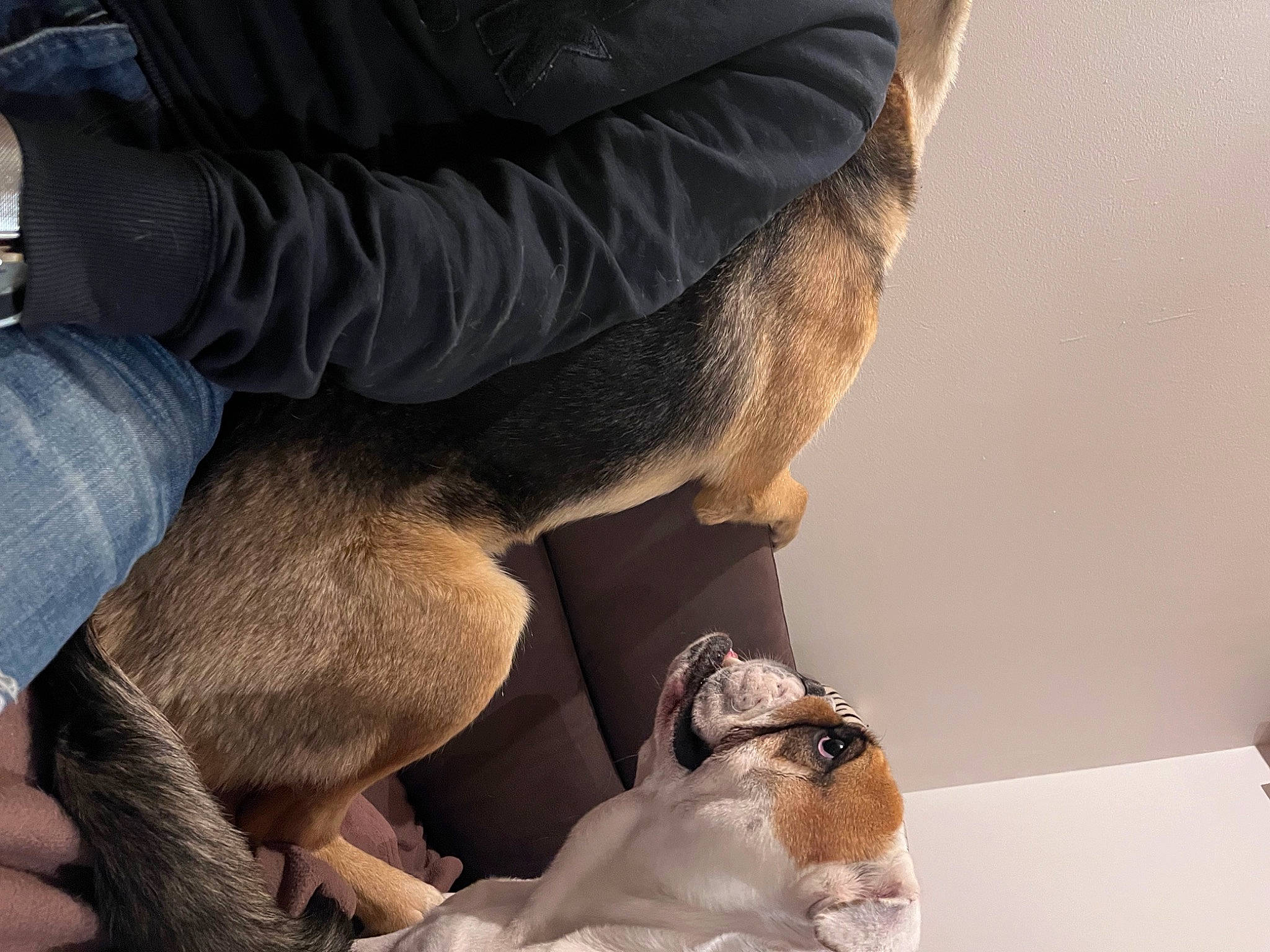 Muffin a rejoint le concours — aidez-le/la à gagner de superbes lots ! abdomen, canidae, comfort, companion_dog, denim, dog_breed, elbow, fawn, foot, fur, gesture, hat, human_leg, knee, pocket, sitting, sporting_group, thigh