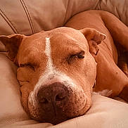 Luna joined the competition — help win amazing prizes! dog, sleeping, close_up, brown, white_stripe, leather_couch, pet, relaxed, canine, nap, indoor, fur, snout, ears, resting, animal, companion, cozy, portrait, calm