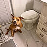 Luna is registered to the contest to win money with this photo: dog, bathroom, toilet, floor, cabinet, tile_floor, pet, brown_dog, white_toilet, door, door_handle, window_blinds, mat, indoor, curious, sitting, clean, tile, household, animal