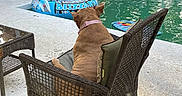 Luna is registered to the contest to win money with this photo: dog, chair, pool, inflatable, backyard, wicker, water, outdoor, pet, leisure, relaxation, fence, shade, sunlight, garden, collar, floating_toy, tile, nature, quiet