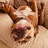 Luna is registered to the contest to win money with this photo: dog, canine, pet, upside_down, couch, beige, relaxed, playful, paw, collar, smile, teeth, fur, napping, indoor, funny, cute, animal, mammal, companion