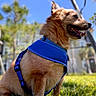 Pumpkin is registered to the contest to win money with this photo: dog, canine, pet, harness, blue_harness, grass, outdoor, sunlight, daylight, sky, tree, nature, animal, mammal, happy, smiling, side_view, fur, close_up, park