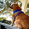 Pumpkin joined the competition — help win amazing prizes! dog, pet, outdoor, bench, harness, sunlight, nature, tree, fur, animal, park, portrait, daylight, canine, watching, side_view, sitting, leisure, furry, calm