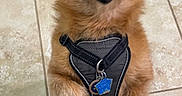Pumpkin joined the competition — help win amazing prizes! dog, pet, harness, tile_floor, happy, standing, brown_fur, small_dog, indoor, looking_up, ears_up, animal, canine, fur, cute, domestic_animal, companion, friendly, smiling, tag