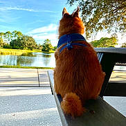 Pumpkin is registered to the contest to win money with this photo: dog, bench, blue_harness, pond, water, tree, grass, outdoor, nature, sunlight, shadow, sky, cloud, park, fence, animal, fur, tail, leisure, daytime