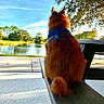 dog, bench, blue_harness, pond, water, tree, grass, outdoor, nature, sunlight, shadow, sky, cloud, park, fence, animal, fur, tail, leisure, daytime