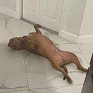 Rocky is registered to the contest to win money with this photo: dog, brown_dog, lying_down, floor, tile_floor, indoor, door, relaxed, pet, canine, collar, resting, animal, domestic_animal, quiet, home, floor_tile_pattern, white_door, paws, belly_up