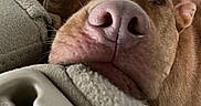 Rocky is registered to the contest to win money with this photo: dog, brown_dog, close_up, nose, resting, car_interior, seat, person, pants, towel, soft_texture, fabric, cozy, pet, animal, indoor, relaxed, head, snout, companion