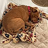 Rocky joined the competition — help win amazing prizes! dog, sleeping, brown, blanket, patterned_blanket, rug, floor, collar, indoor, resting, pet, canine, cozy, curled_up, quiet, comfortable, fur, animal, domestic, relaxed