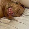 Rocky is registered to the contest to win money with this photo: dog, sleeping, couch, brown_dog, pet, smiling, teeth, relaxed, indoor, cozy, resting, animal, fur, cute, happy, canine, comfort, home, pillow, nap