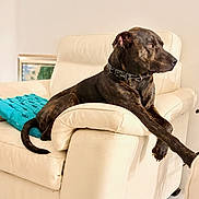 Aron is registered to the contest to win money with this photo: dog, brindle, leather_couch, indoor, pet, canine, furniture, blanket, crossed_paws, collar, relaxed, side_view, domestic_animal, living_room, household, resting, cozy, attention, calm, portrait