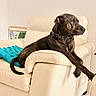 dog, brindle, leather_couch, indoor, pet, canine, furniture, blanket, crossed_paws, collar, relaxed, side_view, domestic_animal, living_room, household, resting, cozy, attention, calm, portrait