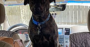 Aron joined the competition — help win amazing prizes! dog, car_interior, seat, dashboard, steering_wheel, center_console, collar, pet, animal, brown_dog, black_dog, mickey_mouse_air_freshener, window, seat_cover, vehicle, indoor, daylight, pet_in_car, looking, sitting