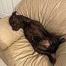Aron is registered to the contest to win money with this photo: dog, sleeping, brindle, couch, leather, pet, indoor, relaxed, cozy, fur, paw, animal, resting, comfortable, home, canine, nap, mammal, domestic, fur_texture