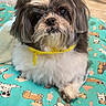 Zoe joined the competition — help win amazing prizes! dog, pet, fluffy, bandana, cushion, indoor, floor, bicycle, wheel, colorful, cute, animal, portrait, looking, small_dog, fur, domestic_animal, relaxed, home, toy