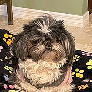 Zoe is registered to the contest to win money with this photo: dog, fluffy, pet, indoor, blanket, paw_print, fur, cute, resting, small_dog, canine, animal, cozy, home, floor, furniture_leg, black_fur, white_fur, pink, gray