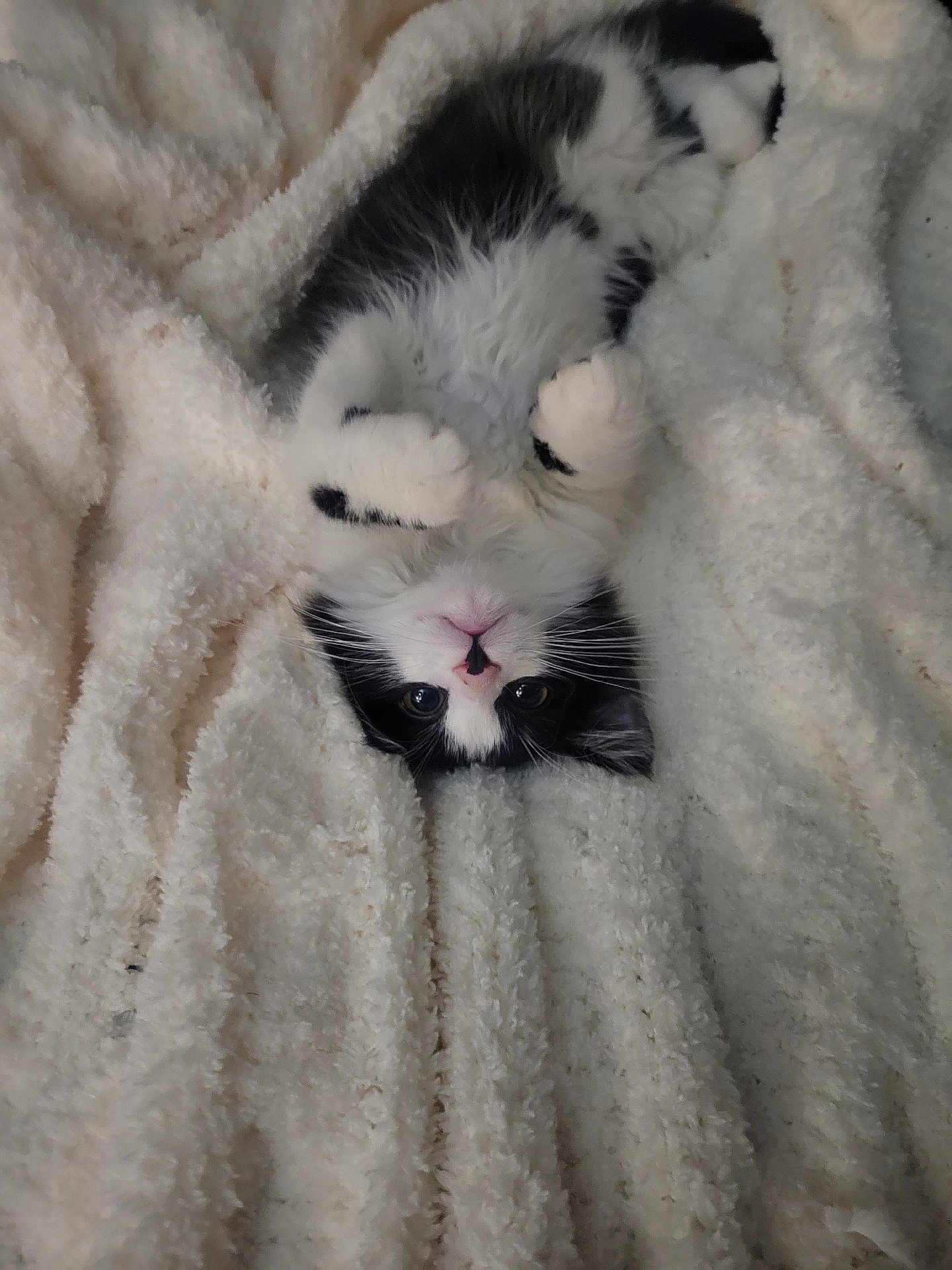 Luckee is registered to the contest to win money with this photo: adorable, animal, black_and_white, blanket, cat, cozy, cute, fluffy, fur, indoor, kitten, paws, pet, playful, resting, sleeping, small, soft, whiskers, young