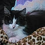 animal, black_and_white, blanket, close_up, cozy, curious, cute, domestic_animal, feline, fur, indoor, kitten, leopard_print, paw, pet, resting, sleepy, soft, whiskers, young