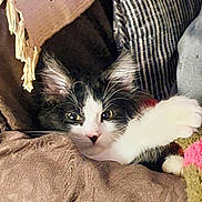 Luckee is registered to the contest to win money with this photo: animal, black_and_white, blanket, cat, closeup, comfort, cozy, curious, cushion, cute, feline, fur, indoor, paw, pet, relaxed, resting, soft, textile, whiskers