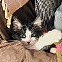 animal, black_and_white, blanket, cat, closeup, comfort, cozy, curious, cushion, cute, feline, fur, indoor, paw, pet, relaxed, resting, soft, textile, whiskers
