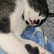 Charlee is registered to the contest to win money with this photo: animal, black_and_white, blanket, cat, close_up, comfortable, cozy, cute, feline, fur, indoor, nap, paw, pet, relaxed, resting, sleeping, soft_texture, tongue_out, whiskers